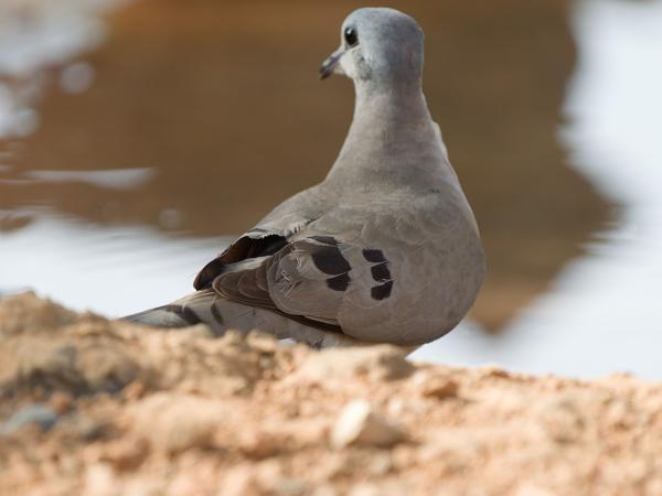 <h3><a href="/trips/gambia/biota/animalia/chordata/aves/026 columbiformes/001 columbidae/turtur abyssinicus/turtur abyssinicus-nl.html">Turtur&nbsp;abyssinicus</a> / Black‑billed&nbsp;wood&nbsp;dove / Zwartsnavelduif</h3>OM-1 Mark II met OLYMPUS M.150-400mm F4.5 TC, 1/2000 sec  bij F5.6, ISO 4000, afstand 5.15&nbsp;m